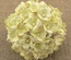 Цветочки Sweetheart 2-tone Pale Yellow, 15 мм, 10 шт.