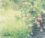 Набор бумаги для скрапбукинга от ScrapBerry's - Цветущий Сад, ENG, 12 листов, 30,5х30,5 см, 190 гр/м, односторняя