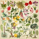 Лист с картинками для вырезания Botany exotic 30,5х30,5 см, ТМ Фабрика Декора (01108F)