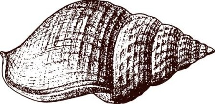 Акриловый штамп Stamp Shell 3 Ракушка, размер 4,5 * 2,2 см