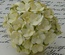 Цветочки Sweetheart 2-tone Pale Yellow, 15 мм, 10 шт.