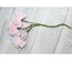 Набор цветов TM Iris - Vanille flowers Свежее утро, розовые с голубым, 5 шт