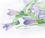 Лезвие Crafty Ann - Bell Flower Set