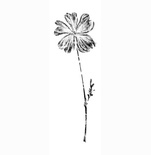 Резиновые штампы "Whisper Print Geranium" от Memory Box, 1 шт.