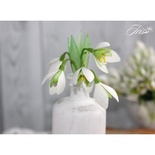 Набор цветов TM Iris - Подснежники, 5 шт