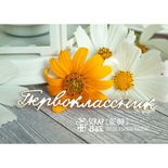 Чипборд ScrapBox - надпись Первоклассник Hi-188