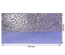 Отрез кожзама с тиснением  золотой фольгой Golden Butterflies Lavender, 50см х 25см, ТМ Фабрика Декора