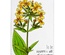 Набор открыток для раскрашивания маркерами Botany Summer, ТМ Фабрика Декору