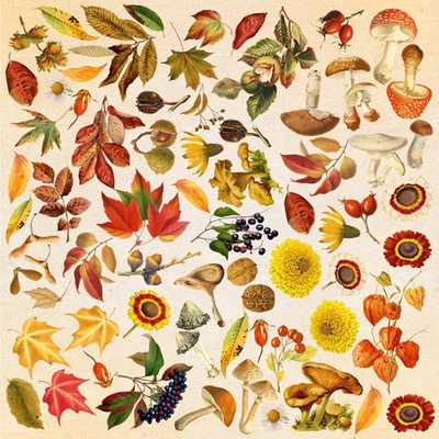Лист с картинками для вырезания Autumn botanical diary 30,5х30,5 см, ТМ Фабрика Декора.