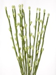 Веточки весенние с почками, зеленые, 20 см, 12 шт. HY0010019493