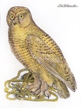 Акриловый штамп La Blanche - Watching Owl Stamp