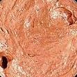 Текстурная акриловая паста Shimmerz - Texturez Sandy Stone, грубая, с микрочастицами, 59 мл