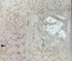 Чіпборд від 7 Dots Studio - Nature Walk - Chipboards
