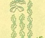 Лезвия от LeCreaDesign - Border corner holly
