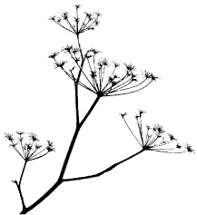 Резиновый штамп от Memory Box - Dill Print, 1 шт.