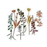Ножи для вырубки от Sizzix (design by Tim Holtz) - Thinlits - Wildflowers #2, 7 шт