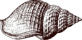 Акриловый штамп Stamp Shell 3 Ракушка, размер 4,5 * 2,2 см