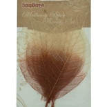 Скелетированные листики из каучукового дерева, 9х5,5см, набор 8 шт., 2-цветные коричневые