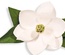 Нож для вырубки от Spellbinders - Create a Flower - Magnolia