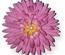 Лезвие от Cheery Lynn Designs - Chrysanthemum Strip - B311