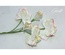 Набор цветов TM Iris - Vanille flowers Оттенки весны, цвет кремово-розовый, 5 шт
