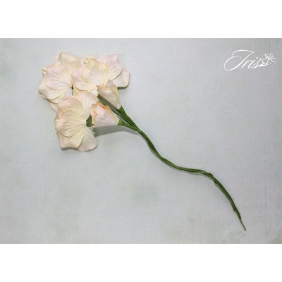 Набор цветов TM Iris - Vanille flowers Солнечный день, кремовые с желтым, 5 шт