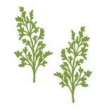 Лезвие Sue Wilson - Finishing Touches Collection Maidenhair Fern Die