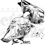 Акриловые штампы дизайна Елены Виноградовой "Клюющие голуби"