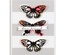 Нож для вырубки от Spellbinders - Wandering Butterflies